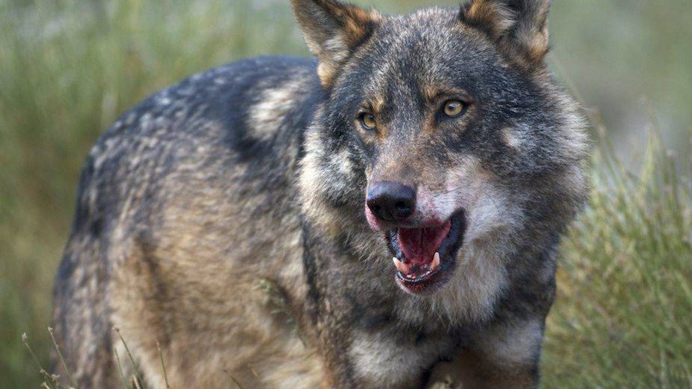 La RFEC se persona para defender el Plan de Gestión del Lobo en Cantabria